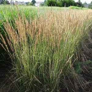 Smlz - Calamagrostis acutiflora ´OVERDAM´ , kont. C2L